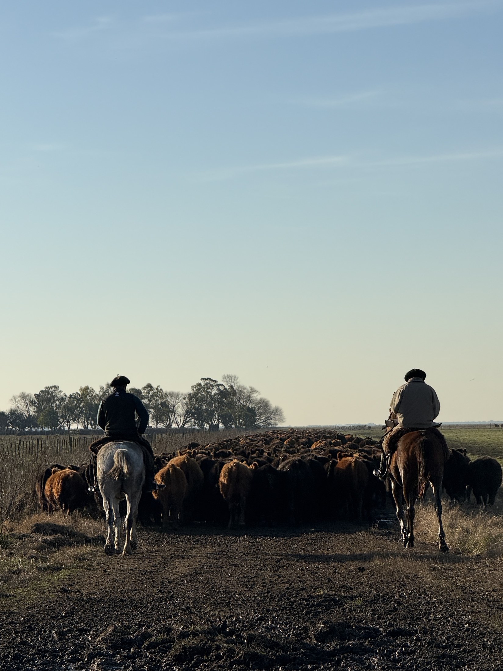 Jinetes y rodeo